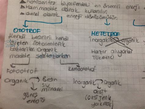 heterotrof nedir biyoloji